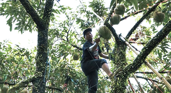 durian picking